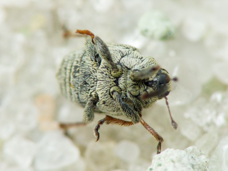 Ceutorhynchus sisymbrii Dieckmann, 1966